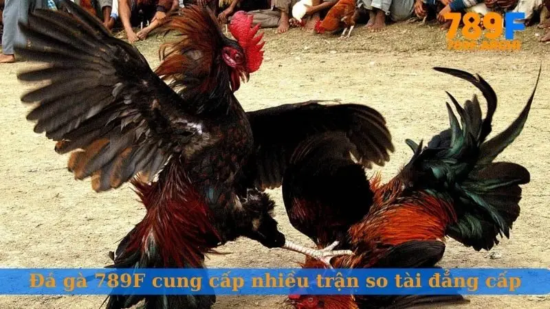 Đá gà 789F cung cấp nhiều trận so tài đẳng cấp